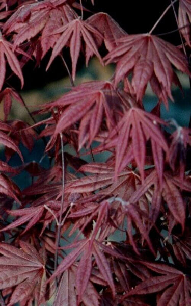 Acer palmatum 'Trompenburg' - mapleridgenursery